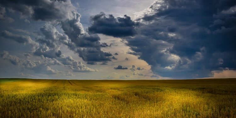 La salinización del suelo amenaza a la agricultura de todo el planeta