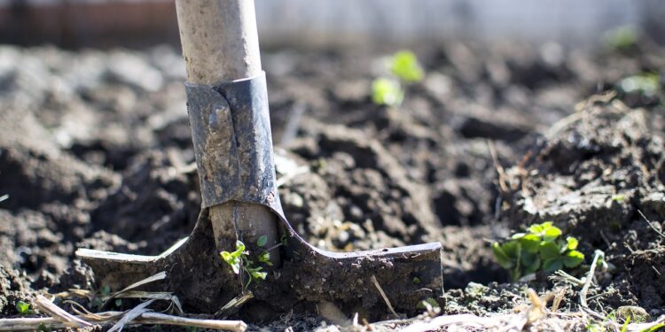 La UNAM analiza fertilidad de los suelos a partir de materia orgánica
