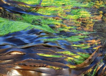 Las algas como insumo agrícola