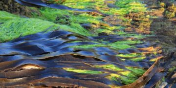 Las algas como insumo agrícola