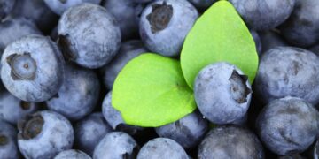 Producción de berries se mantendrá pese a la pandemia