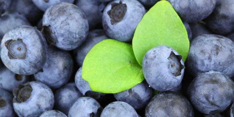 Producción de berries se mantendrá pese a la pandemia