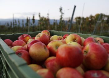 Crean brazo robótico para poda automatizada
