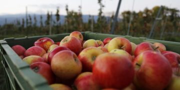 Crean brazo robótico para poda automatizada