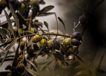 Crean biofertilizante orgánico con residuos de oliva