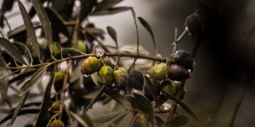 Crean biofertilizante orgánico con residuos de oliva