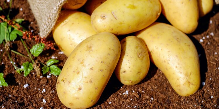 En Holanda crean una papa frita con menos carbohidratos