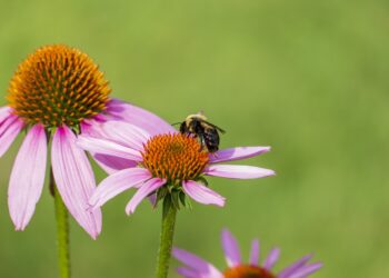 La contaminación amenaza a los polinizadores