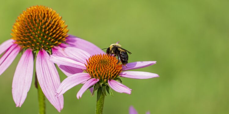 La contaminación amenaza a los polinizadores