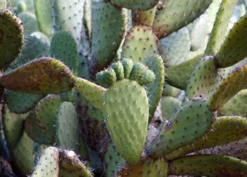 Milpa Alta entrega apoyos a productores de nopal