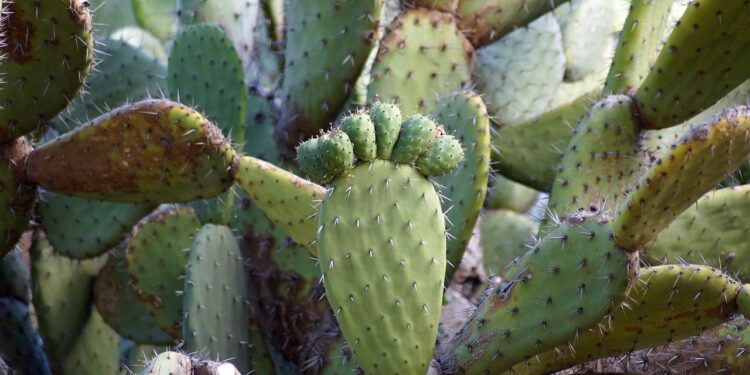 Milpa Alta entrega apoyos a productores de nopal