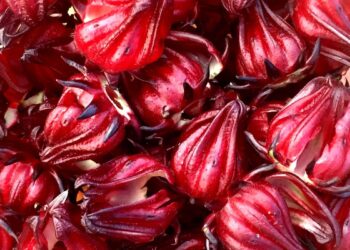 Obtienen patente internacional para investigación sobre jamaica