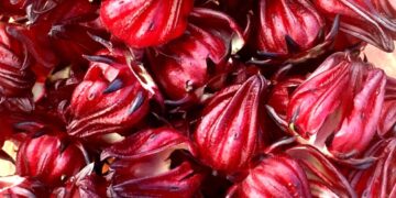 Obtienen patente internacional para investigación sobre jamaica