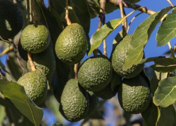 Pandemia pone en riesgo el mercado para aguacate de Oaxaca