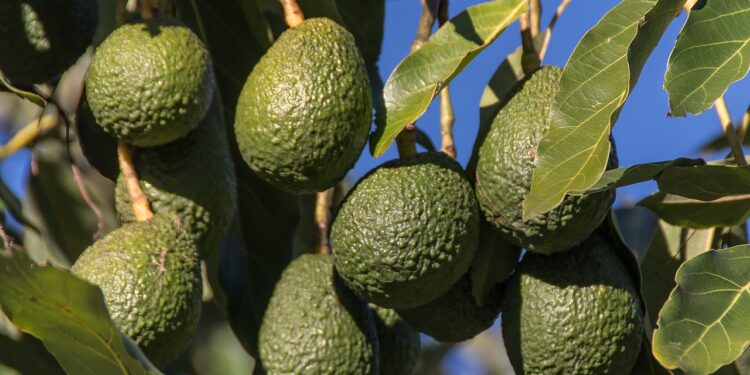 Pandemia pone en riesgo el mercado para aguacate de Oaxaca