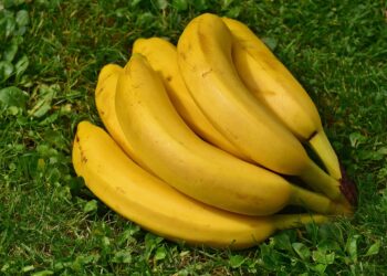 Recetas de abonos orgánicos fáciles y económicos