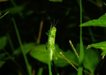 Una feromona “irresistible” fortalece a plagas de langosta