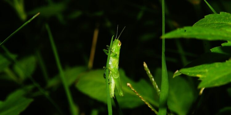 Una feromona “irresistible” fortalece a plagas de langosta