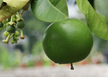 Veracruz se posiciona como líder nacional en producción de toronja