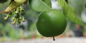 Veracruz se posiciona como líder nacional en producción de toronja