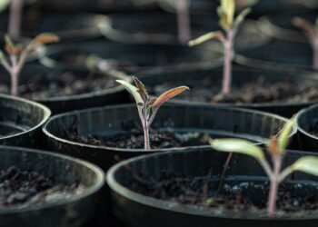 Agroecología, alternativa frente a herbicidas