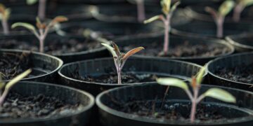 Agroecología, alternativa frente a herbicidas