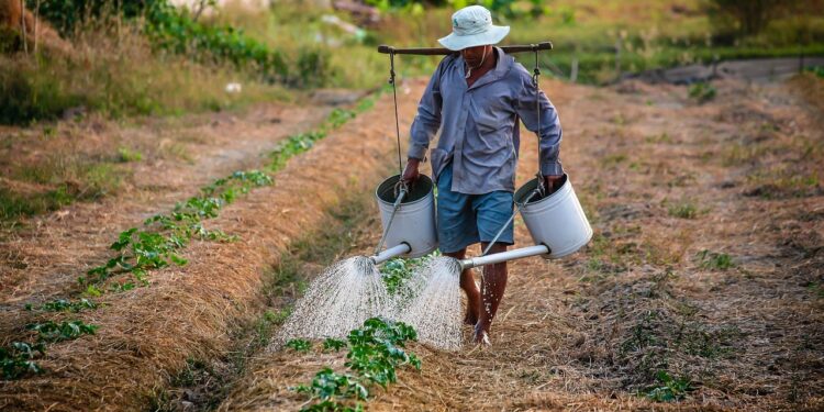 Anuncia el IICA apoyos para la producción sostenible entre pequeños agricultores