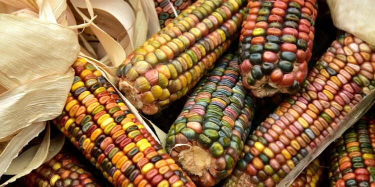 Campaña Sin maíz no hay país urge a frenar monopolios de agroquímicos