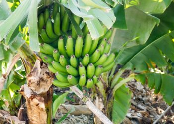 Campesinos cubanos dan prioridad a la agroecología