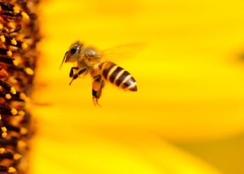 Cooperativa argentina fabrica insumos orgánicos para proteger abejas