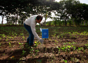 Destina la Sader 79 mdp en campaña contra mosca de la fruta