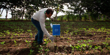 Destina la Sader 79 mdp en campaña contra mosca de la fruta