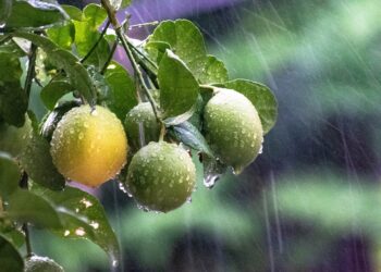 Estudiantes de Yucatán crean desinfectante orgánico