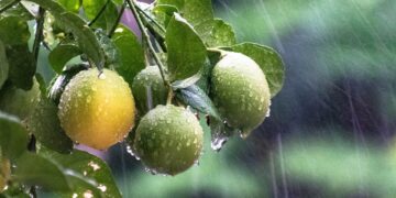 Estudiantes de Yucatán crean desinfectante orgánico