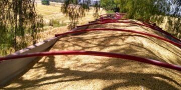 Gobierno e industria cervecera acuerdan uso de semilla certificada de cebada