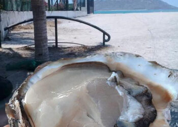 Inicia temporada de pesca de ostión de piedra