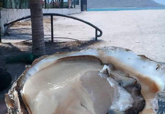 Inicia temporada de pesca de ostión de piedra