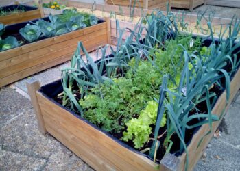 Restauranteros de Cancún promueven huertos para autoconsumo