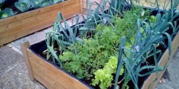 Restauranteros de Cancún promueven huertos para autoconsumo