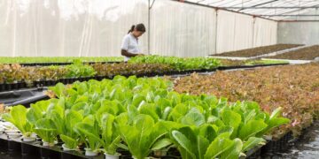 Thammasat, la universidad que lidera el camino de la agricultura urbana orgánica