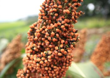 China abre la puerta al sorgo mexicano