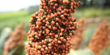 China abre la puerta al sorgo mexicano