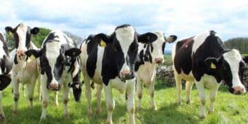 Empresa lechera convierte residuos orgánicos en energía