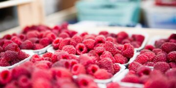 Estafa comercial con frambuesas orgánicas de Chile