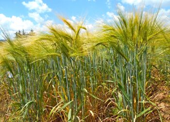 Importación de cebada maltera desplaza a la producción nacional del cereal