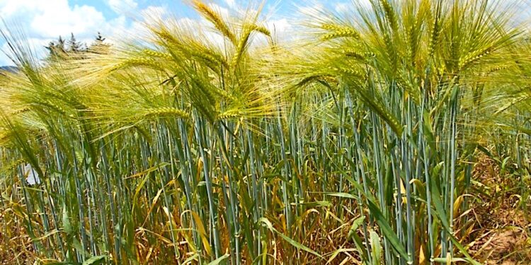 Importación de cebada maltera desplaza a la producción nacional del cereal