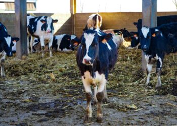 Investigadores y empresa generan electricidad con residuos cárnicos