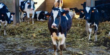 Investigadores y empresa generan electricidad con residuos cárnicos