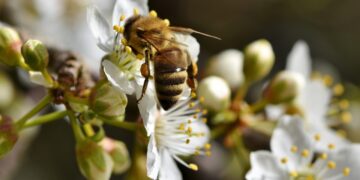 Las abejas pueden desplazar a los agroquímicos