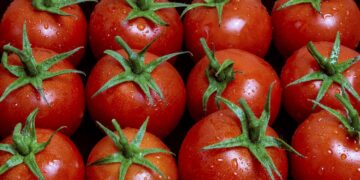 Polonia se abre camino en la agricultura ecológica